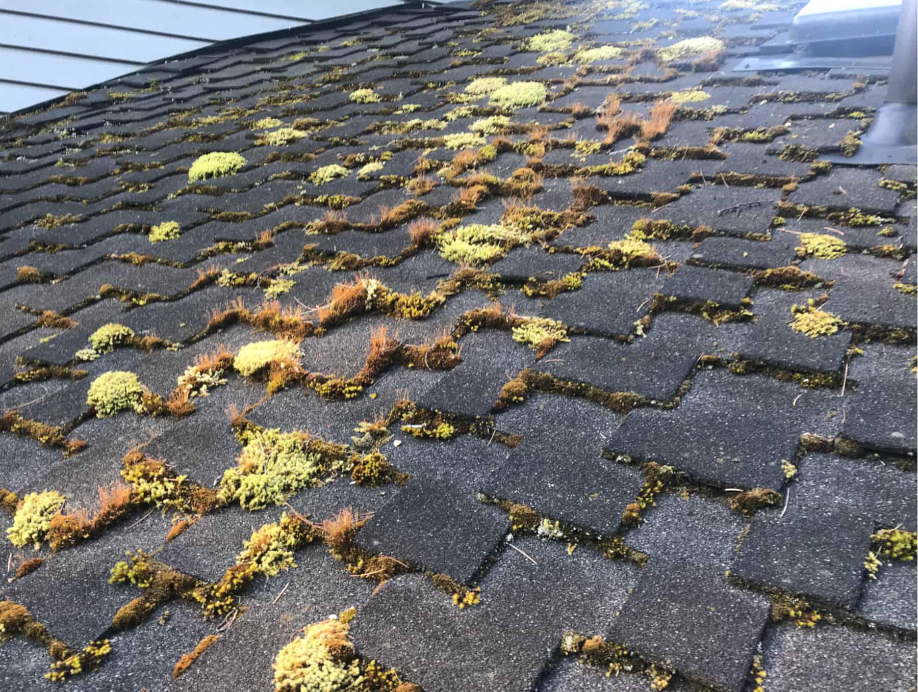 Auburn Roof Cleaning and Moss Removal Before and After