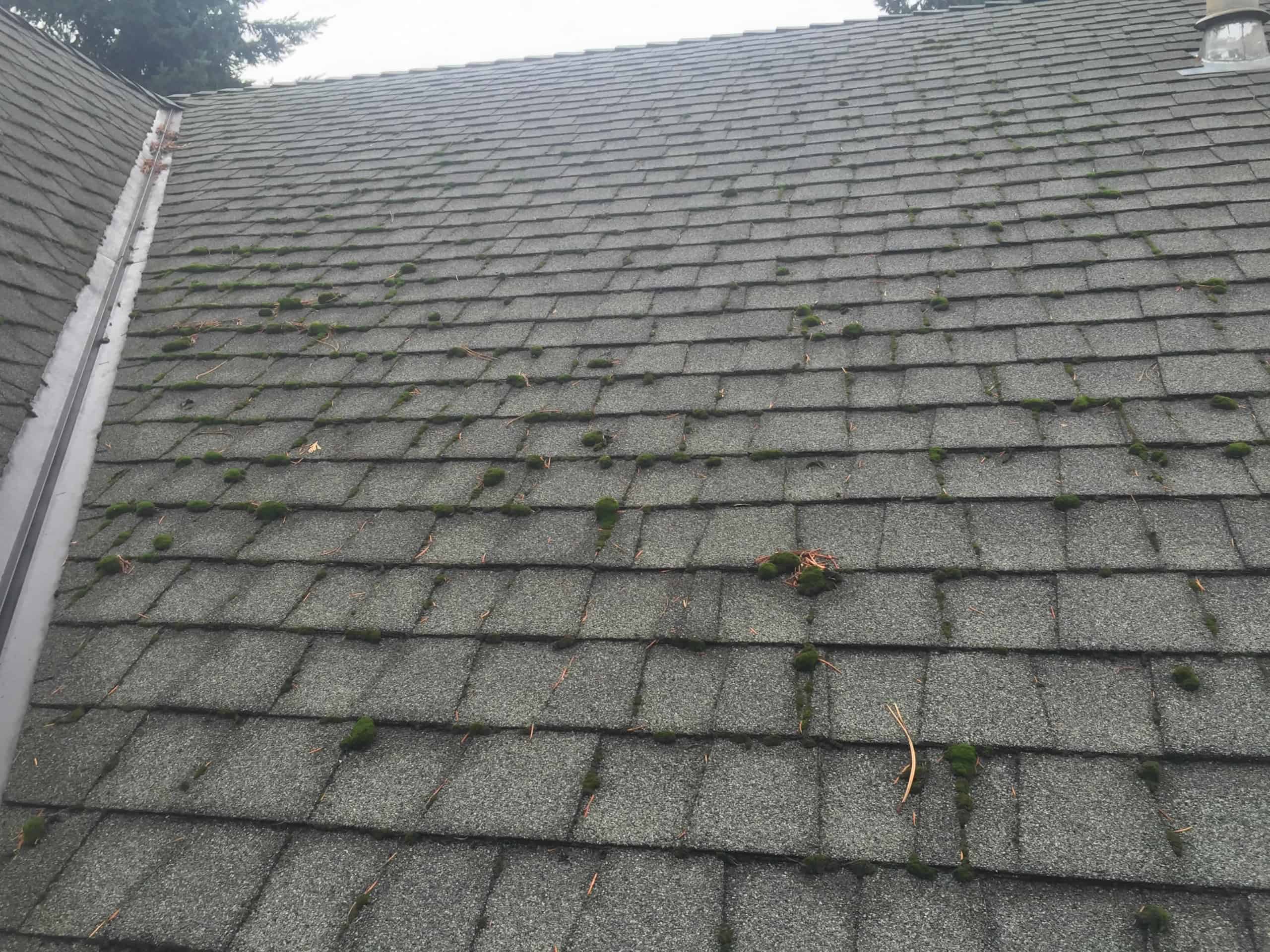 Bellevue Roof Cleaning and Moss Removal Before and After