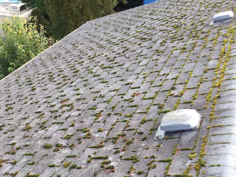 Black Diamond Roof Cleaning and Moss Removal Before and After