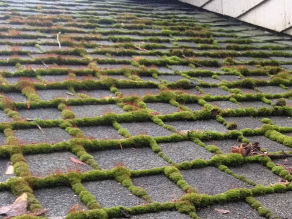 Edmonds Roof Cleaning and Moss Removal Before and After