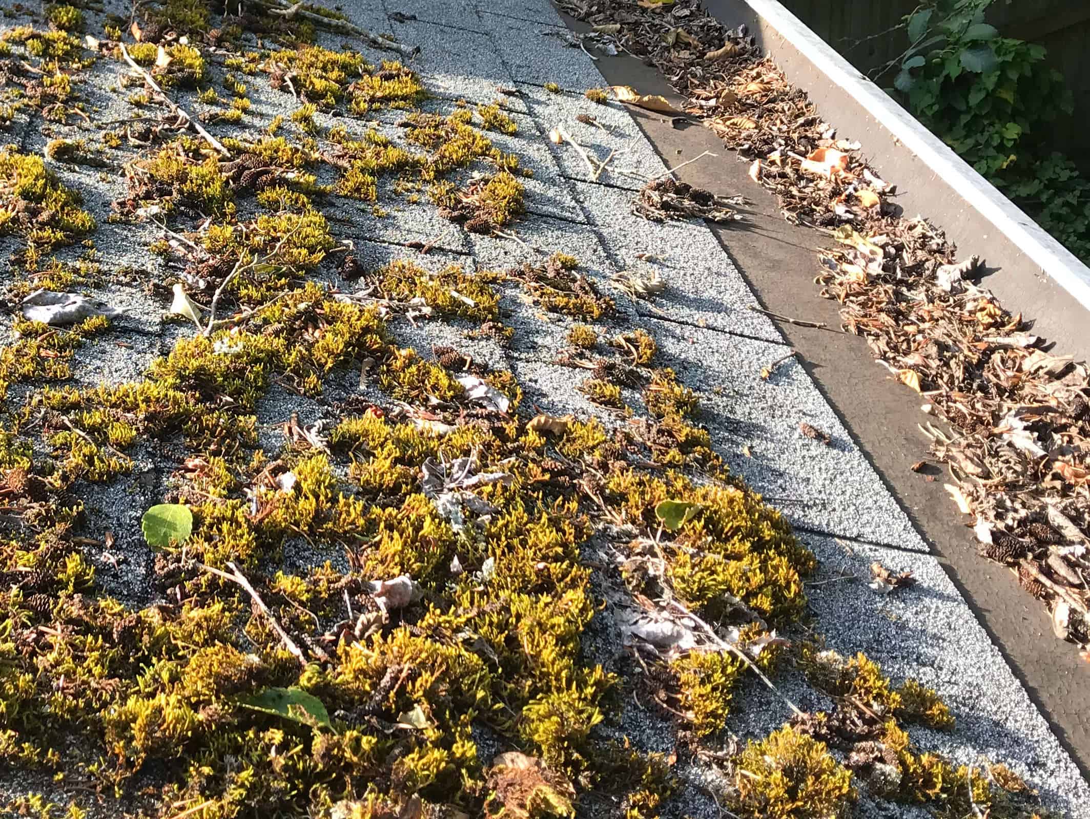 Everett Roof Cleaning and Moss Removal Before and After