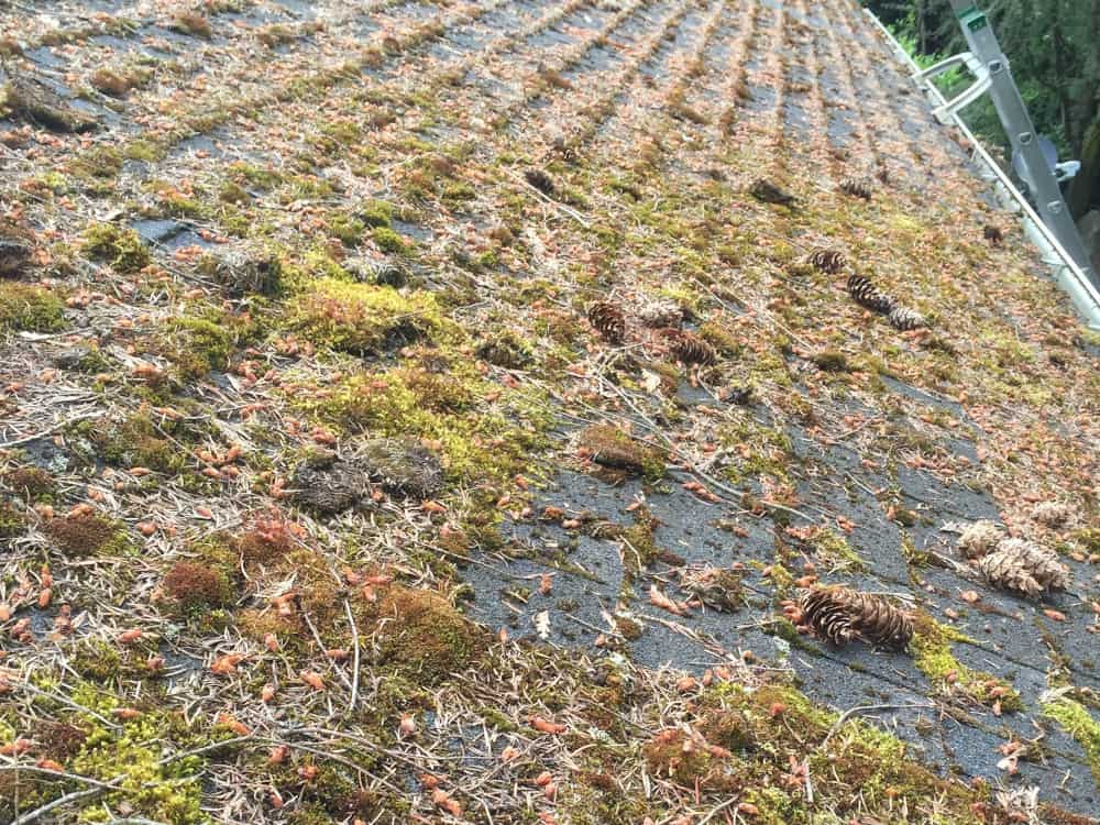 Gig Harbor Roof Cleaning and Moss Removal Before and After