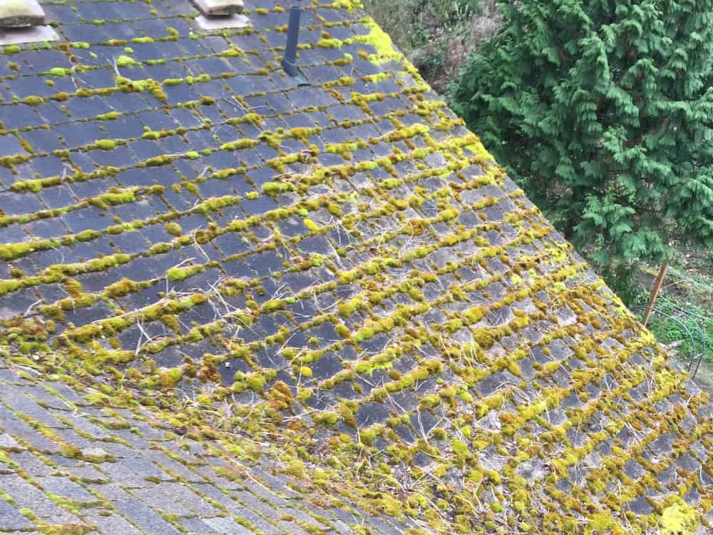 Gresham Roof Cleaning and Moss Removal Before and After