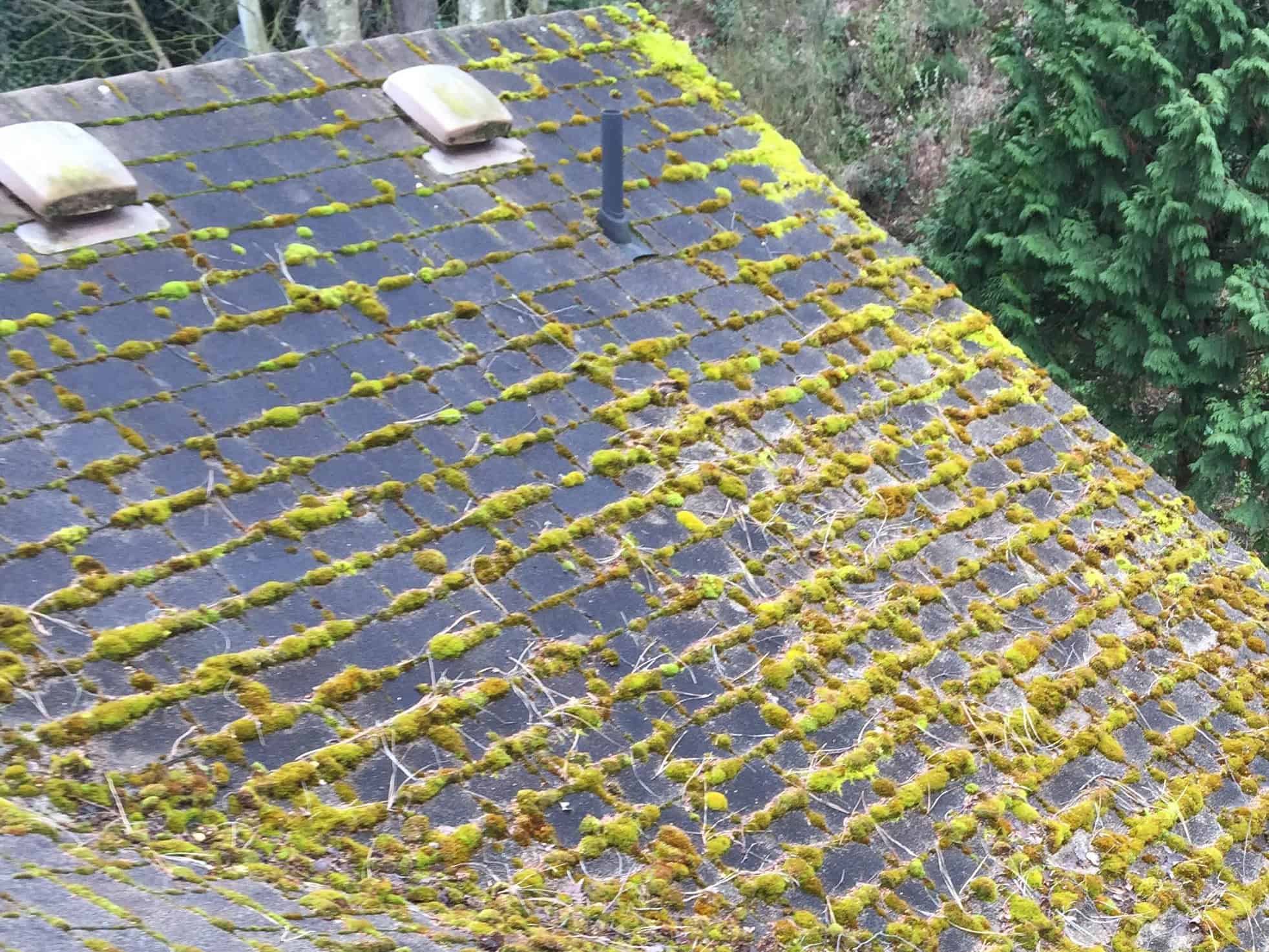 Magnolia Roof Cleaning and Moss Removal Before and After