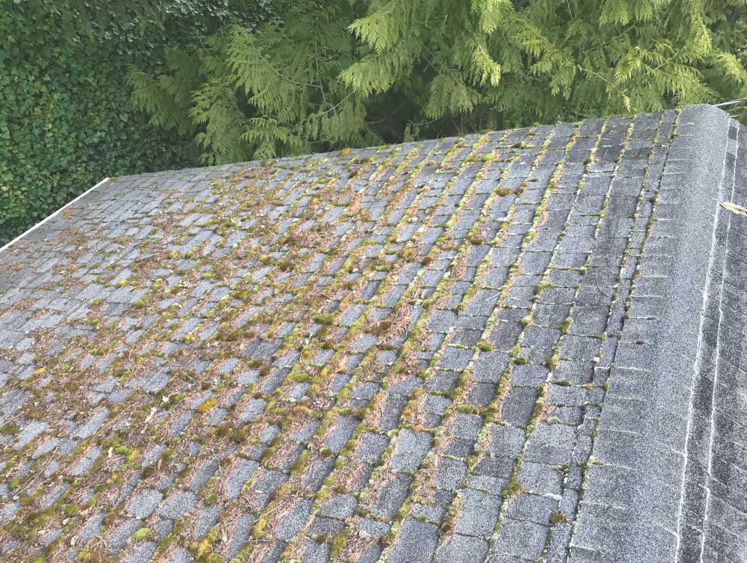 Milwaukie Roof Cleaning and Moss Removal Before and After