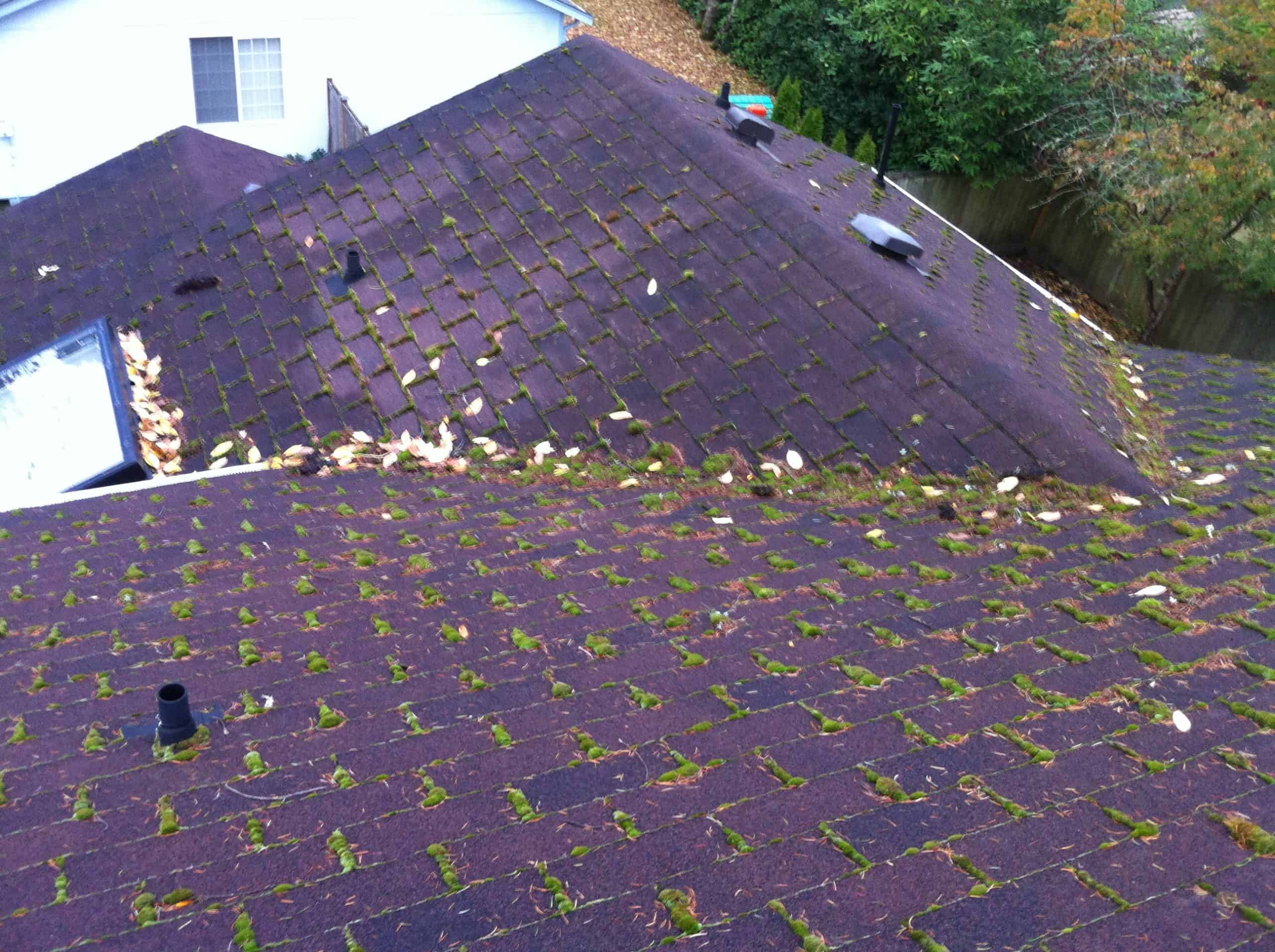 Olympia Roof Cleaning and Moss Removal Before and After