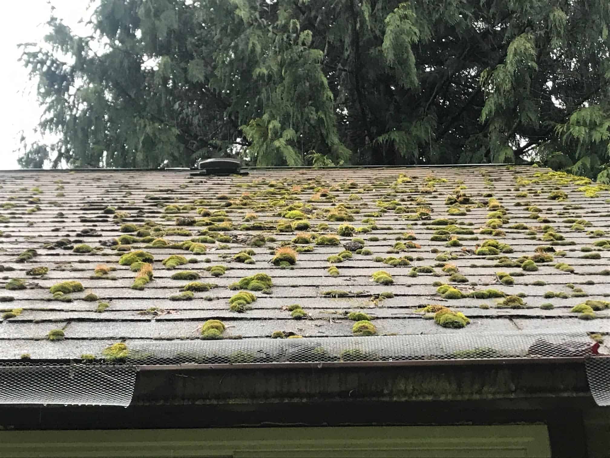 Orting Roof Cleaning and Moss Removal Before and After