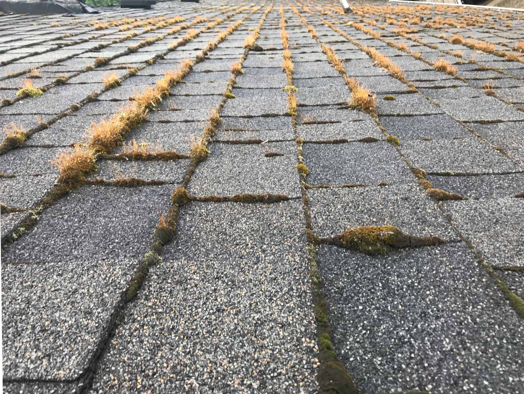Puyallup Roof Cleaning and Moss Removal Before and After