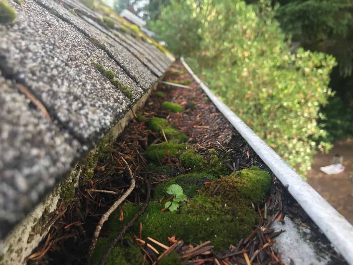 Redmond Gutter Cleaning Service Before and After
