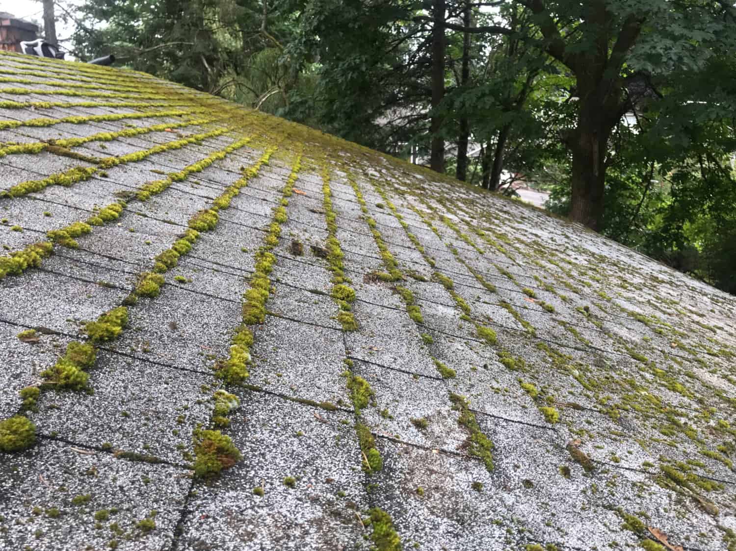 Redmond Roof Cleaning and Moss Removal Before and After