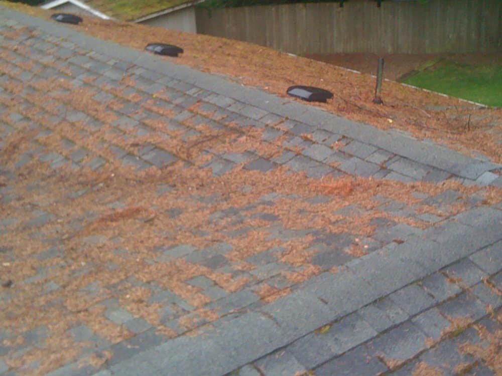 Lake Oswego Roof Cleaning and Moss Removal Before and After