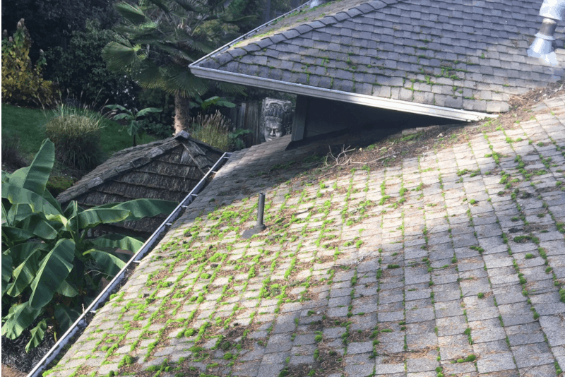 Tacoma Roof Cleaning and Moss Removal Before and After